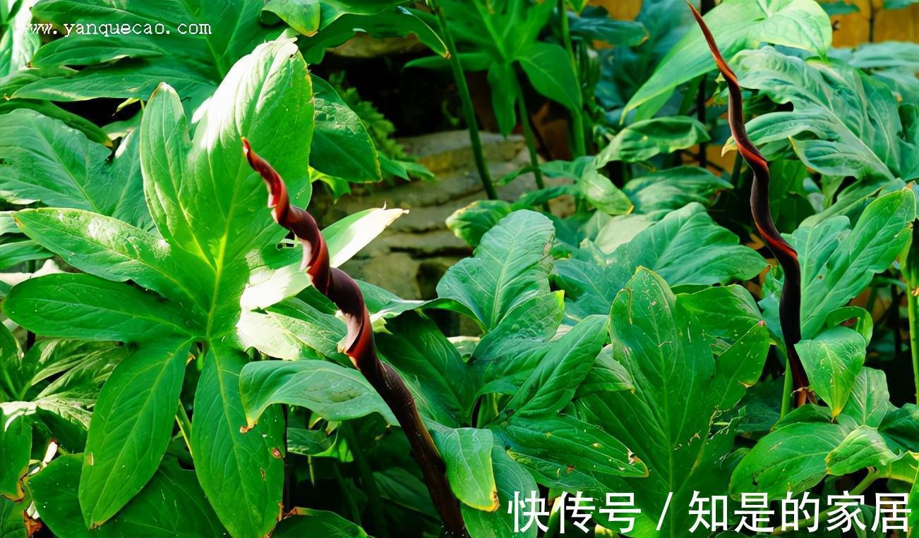 野花野草|农村一种全身长刺的野草，蛇见到都怕，人们却用来煲汤