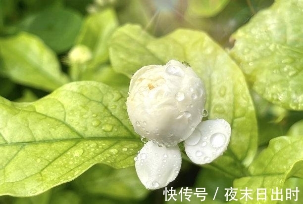 在职场|5天后，桃花飞舞，难以舍弃，情牵旧爱，再续深情，厮守一生