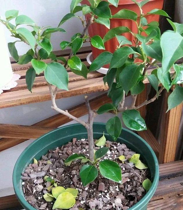 长寿|三角梅长寿花不开花?用点“小手段”,催出满盆花苞,就是欠修理