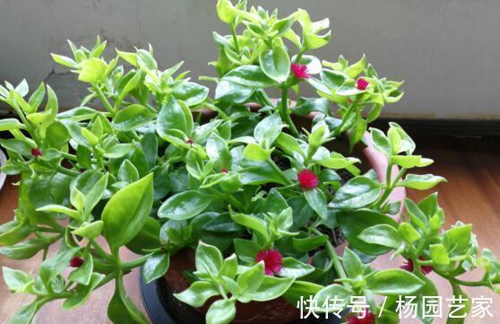 太阳花|天凉后，建议扦插4种花，“生根”后稍加养护就开花
