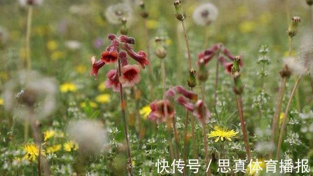 月经期间|蒲公英,被称为“药草皇后”,谨记“五搭配、四禁忌”,别再犯错