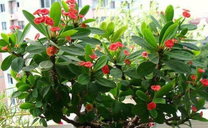 超好养的几款花,养护简单花朵漂亮,家里都有花赏