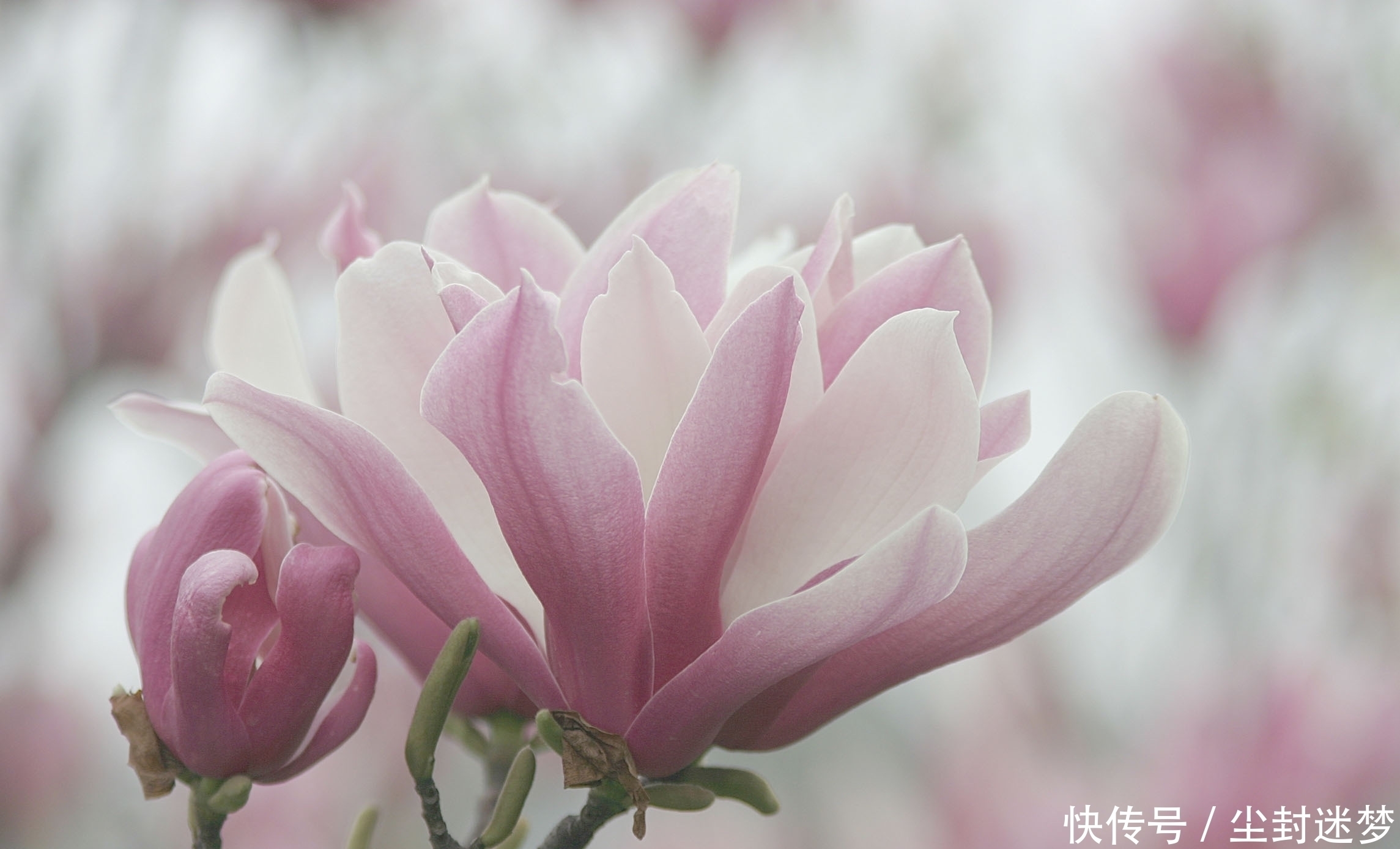 春暖花开|4种年宵花,盆栽美丽、插花诗意,高端大气春暖花开、幸福四季