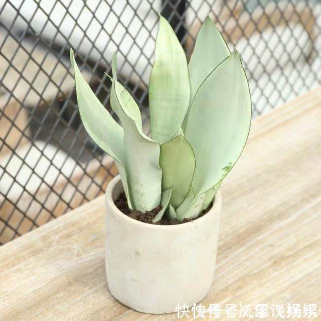 3种“懒人花”,最怕”水大“,”旱“字记心头,盆盆枝繁叶茂!