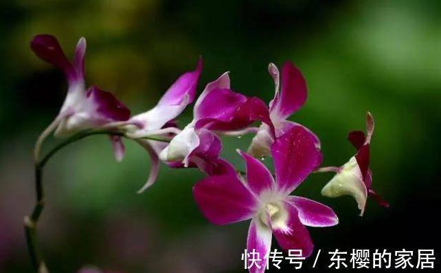 养花试试这几款,生长旺季浇水要充足,新芽成长期要施氮肥