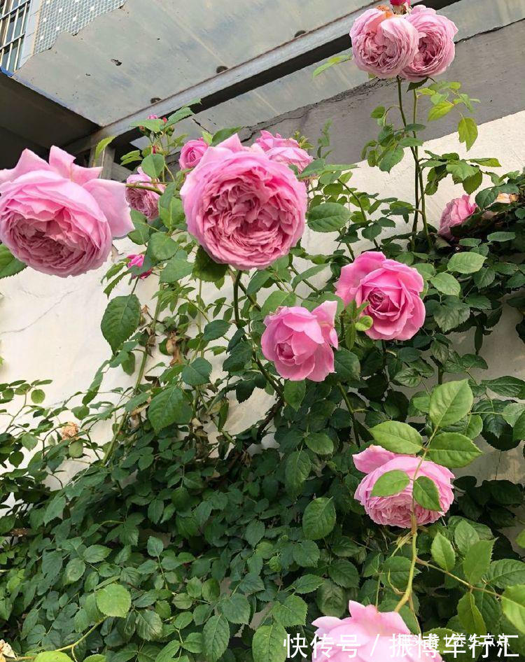 家里养花,不如养“珍奇名菊”火龙爪,似火焰飞舞,娇媚优雅