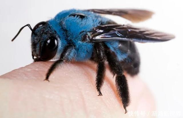 24张“活久见”生物照,仿佛来自另一个星球