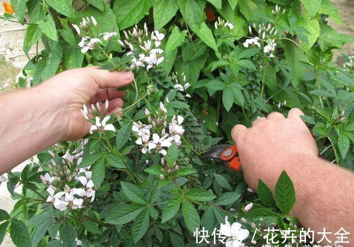 阳台上|有院子可尝试种些夏秋不断开花的醉蝶花,还能养成大型盆栽