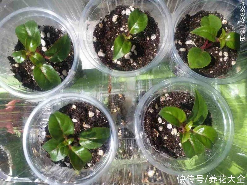天竺葵|7种花养老桩不好，多扦插、养嫩苗，才能年年开花