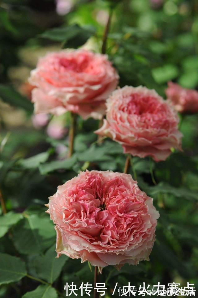 25款勤花又好养的月季品种推荐。新手一定要来一颗，盆栽地栽都行
