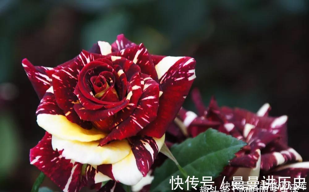 一朵花|月季花苞小，开花少改善这“3点”，开花翻倍，花瓣又大又艳