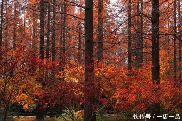 落叶成美景，创意留住美|东平国家森林公园最美落叶季 | 最美