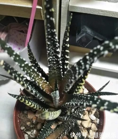 别把好东西当垃圾扔,这种东西养花特好使,后悔知道太晚了