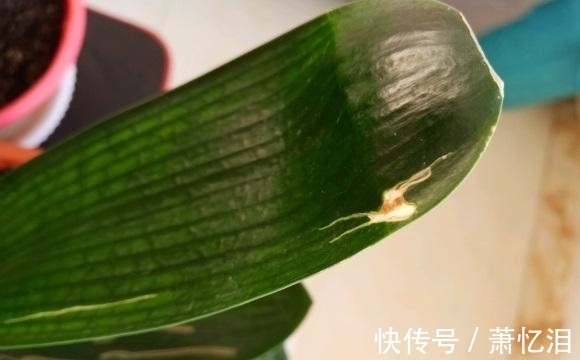 君子兰叶子开裂,出现黄斑,平常养护需注意,不要碰它的叶子