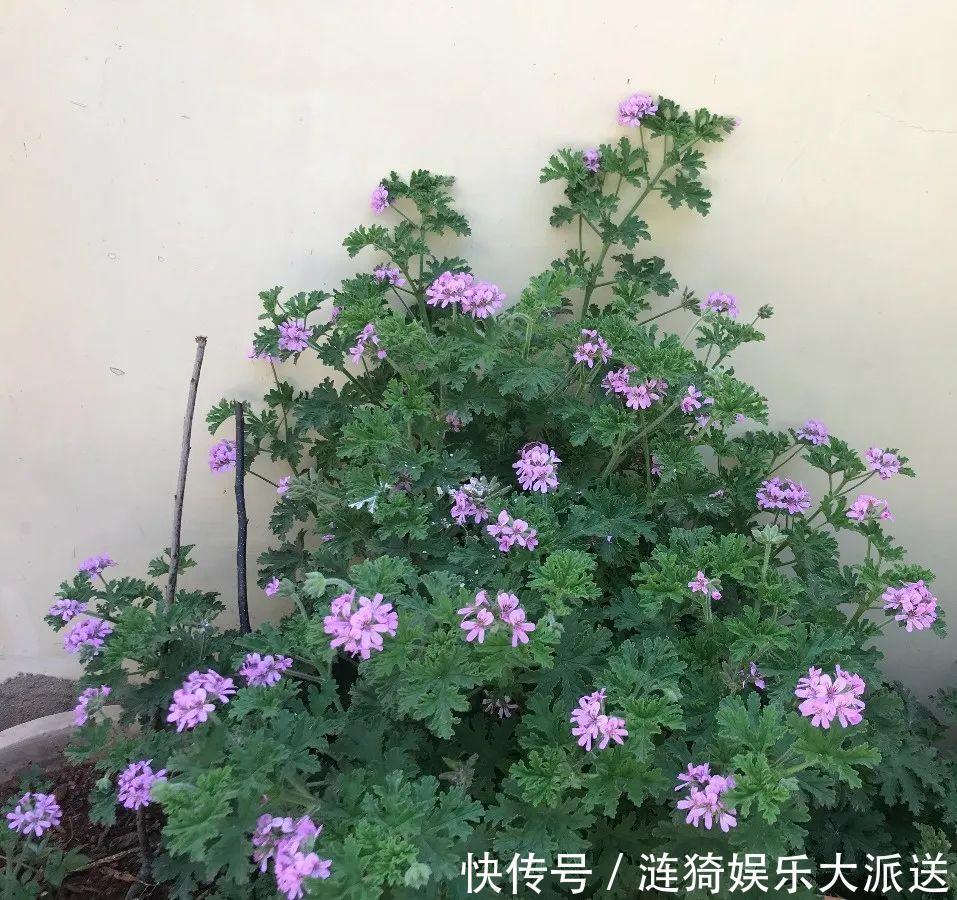 猪笼草|7种花插土里,立马长满院子,蚊虫不敢靠近!