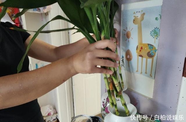 富贵竹水培不生根，找个“塑料袋”帮帮忙，3天冒白根，四季油亮