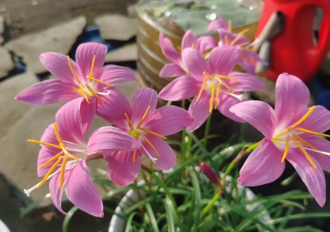 栀子花|最爱淋雨的花,下雨天搬出去,长得更好