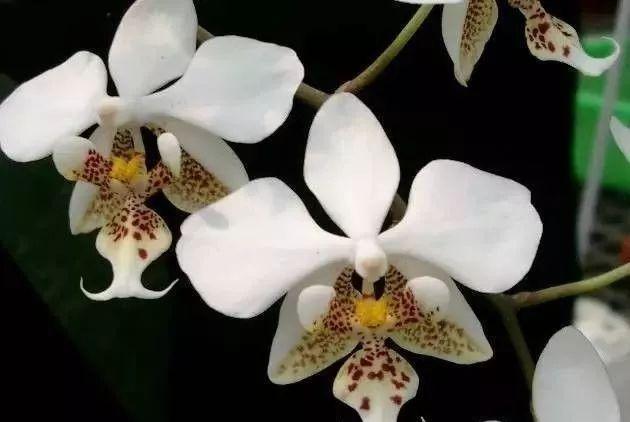 兰中皇后|最全的兰花大鉴赏,看看你都见过几种兰花!