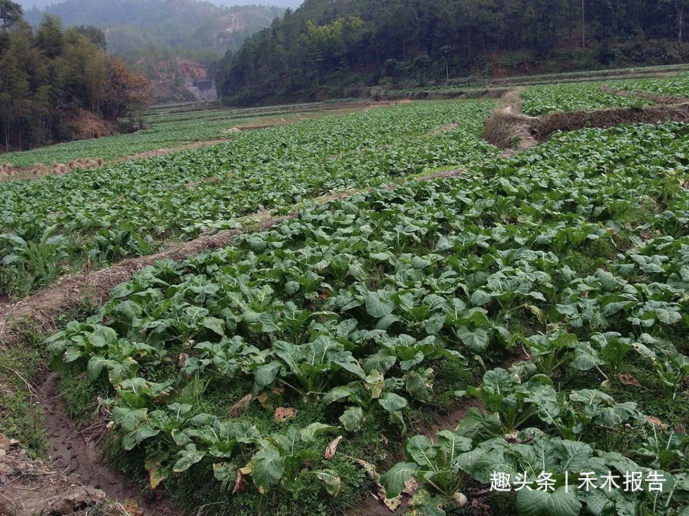 嘉话录|酷似萝卜,曾是古时行军粮,种植超2千年,如今常用来做成榨菜