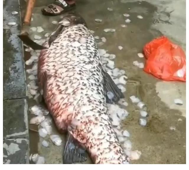 板车拖，锄头刮鱼鳞，男子钓起青鱼够全村吃！青鱼最大能长多大？