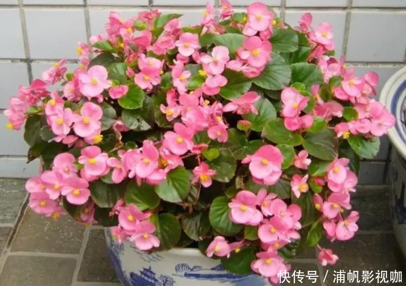 浇水|早上、中午、晚上浇花“区别大”难怪总是养不好花,要这样浇!