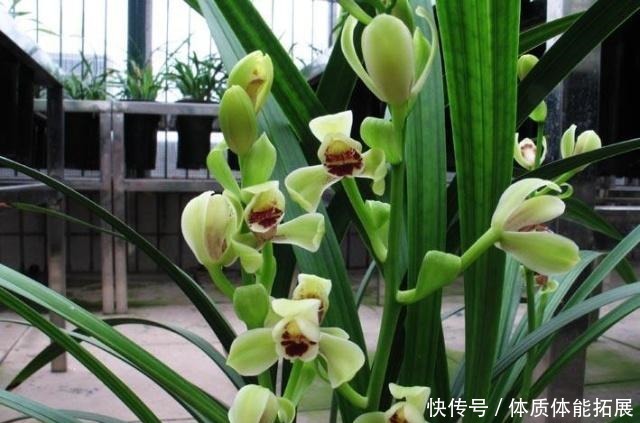 要想兰花美,春季管理很关键,你做对了吗!