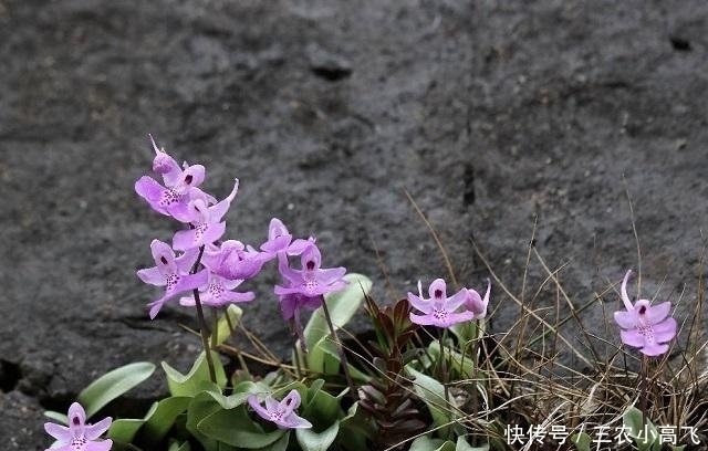  花朵|它全株只长一片叶子，花朵像“蝴蝶”，是国家一级保护植物，看到别挖