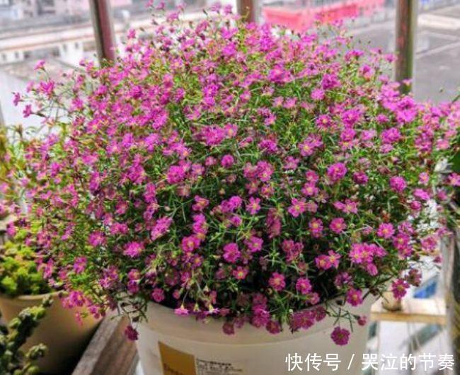 4种花好养又漂亮,家里养一盆,满屋飘香,养庭院,十里飘香