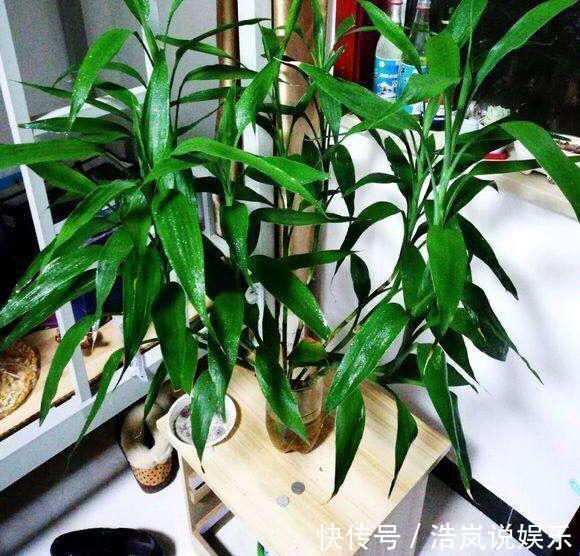 茂盛|水培富贵竹,水里放一点“料”,不黄叶不烂根,油绿茂盛能开花