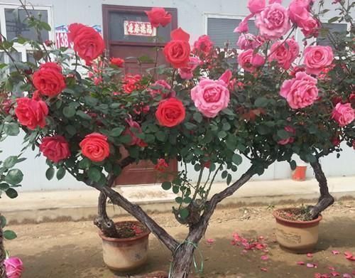 月季|我国独有花卉,花开200天,再贵也要种1棵,号称“天下第一美”