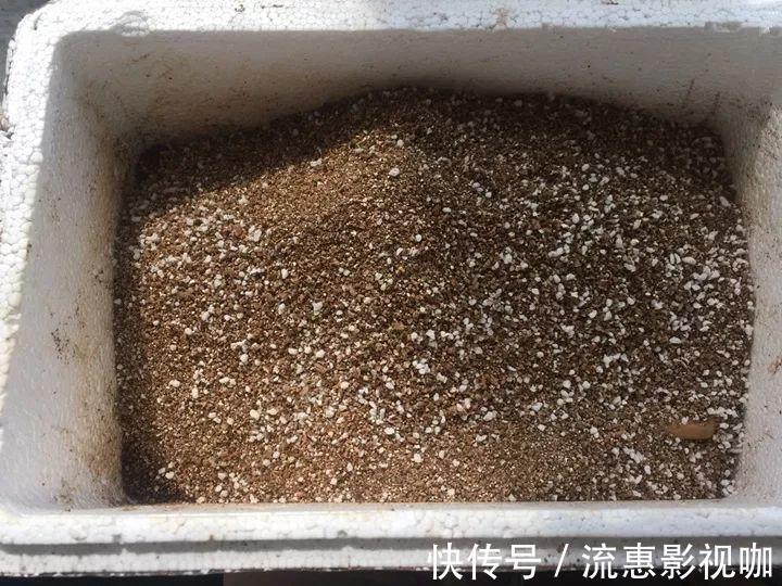 10个养花的坏习惯,赶紧改,不然真是浪费钱!