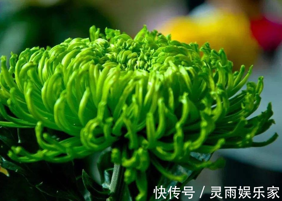 十大名菊|此菊,花开“碧绿如玉”,属“十大名菊”,清香袭人,开花爆盆!