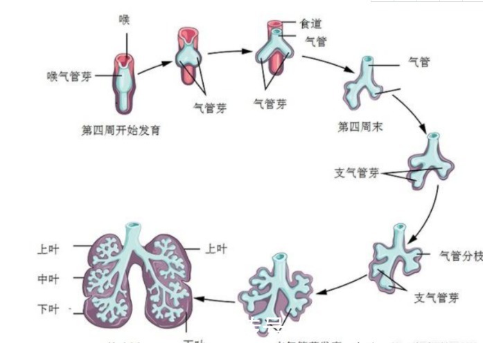 肺泡|未出生的宝宝，泡在妈妈的子宫羊水里，为什么不会淹死？