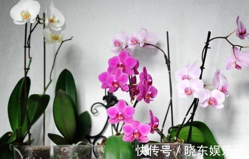 养殖兰花时，谨记僵苗的6个原因和救治办法，解决好了，苗壮芽旺