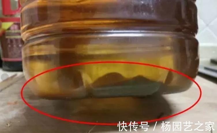 果皮|油渣能拿来养花吗?这么一处理,君子兰、月季都爱吃