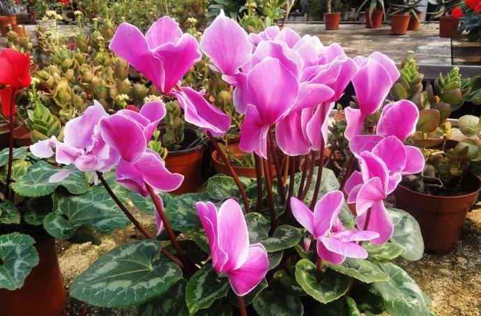 春天买花要谨慎,4种花“夏必死”,新手绕开走,别白花钱