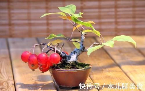 养桩不光要养活,枝条长粗才重要,6个技巧要掌握好,施肥长得快