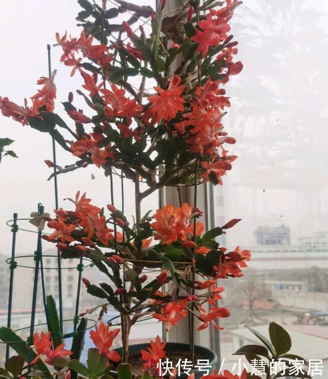 虎皮兰|这5种花不过时,深受阳台党的喜爱,首次养花可参考