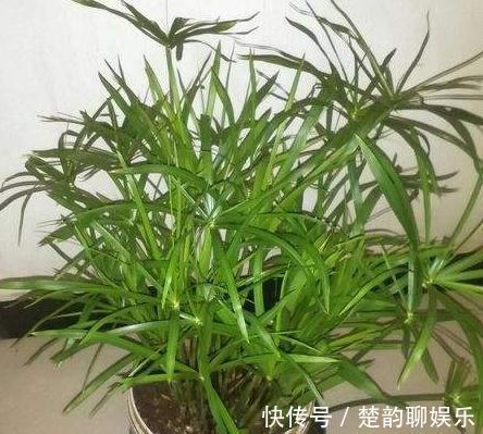 条件再差，这“3盆花”也要养一盆，镇宅又养人，除湿气、去异味