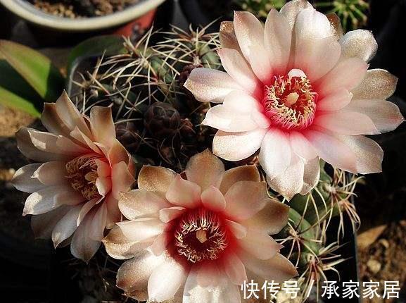 绯花玉|仙人掌科绯花玉，球形端庄，花色靓丽，你知道用什么方法养护吗