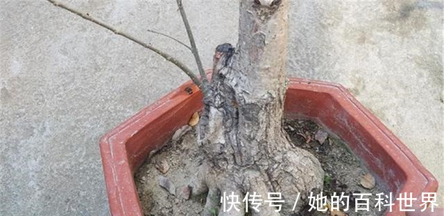 盆景|制作高价值的盆景，炼根是关键，看看怎么炼！