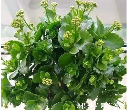 养长寿花喂个“它”，小花苞钻个不停，40天呼呼就爆盆了