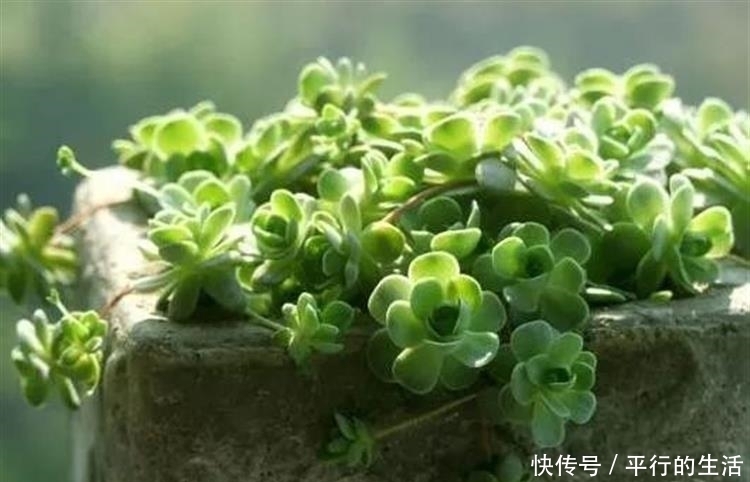 最难养死的10种多肉,谁能养死我服谁!