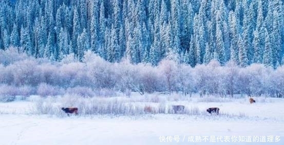 藏不住了！堪称是国内的“冰雪天堂”，游客：比北海道还要美