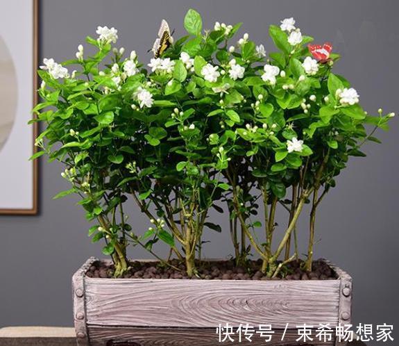 盆栽绣球花、茉莉花，植株开花少去厨房找它制肥料轻松搞定