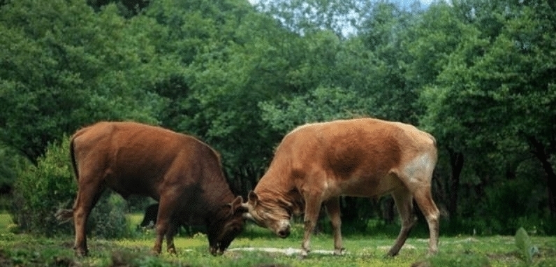 曹植|曹丕见两牛打架,让曹植作诗一首,却不允许出现牛,结果流传千年