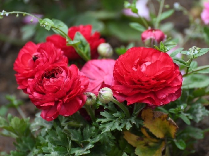 喜欢在家中养护花卉，就选择5种花，好养又漂亮，开成百花园！