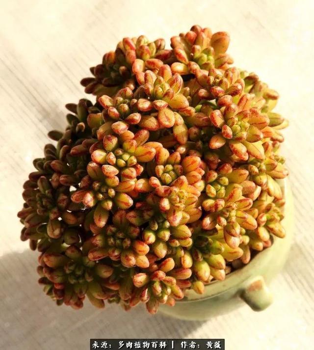 养了三年多肉，终于明白佛系养肉才是王道！