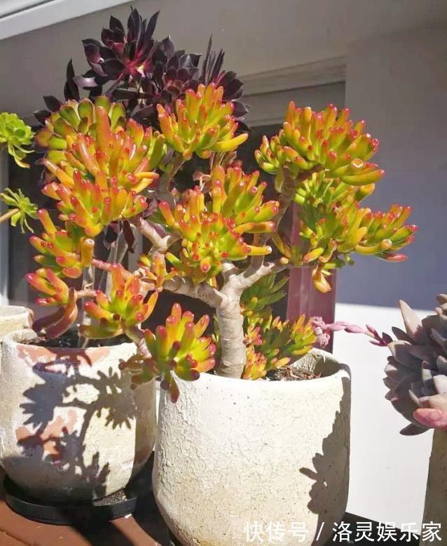 3种花自带“财气”，家里养一盆，财源广进、日子越来越红火