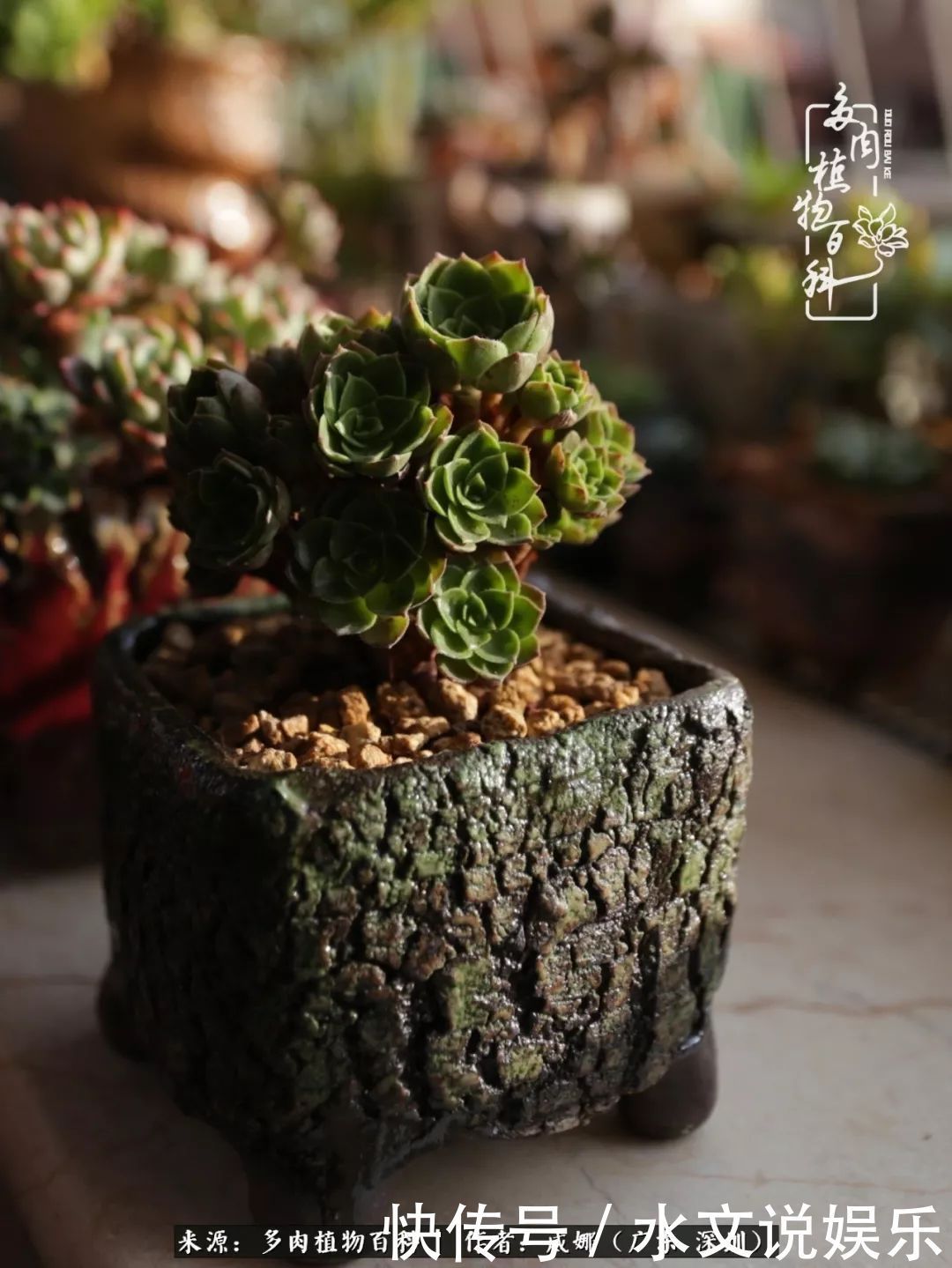 日子|笼子里露养的多肉,越养越美!有多肉的日子伴着小确幸!